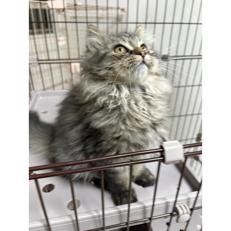 販売中の愛知県のミヌエット-130495の2枚目