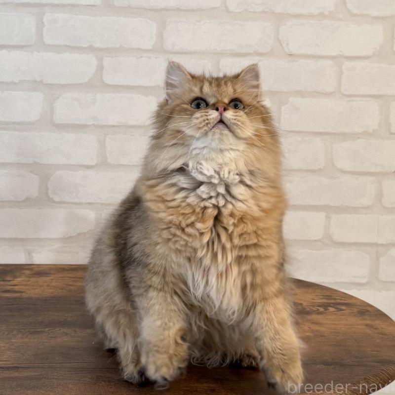 販売中の大阪府のペルシャ-130493の13枚目