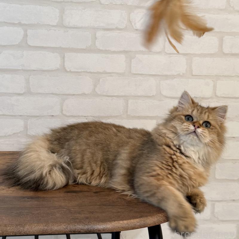 販売中の大阪府のペルシャ-130493の12枚目