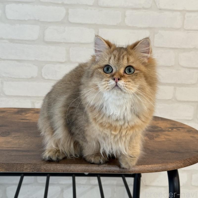 販売中の大阪府のペルシャ-130493の11枚目