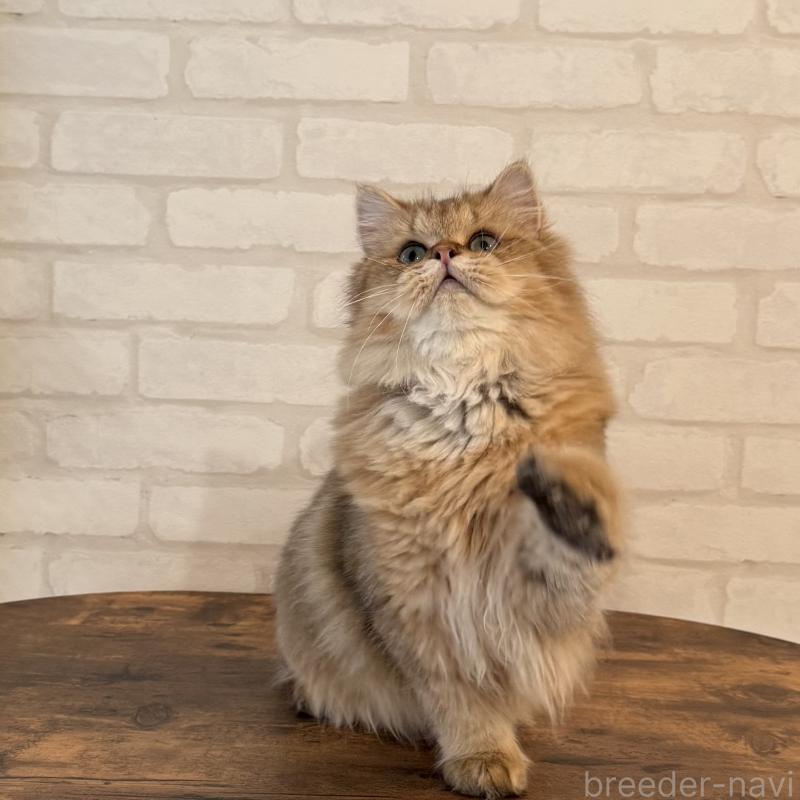 販売中の大阪府のペルシャ-130493の10枚目