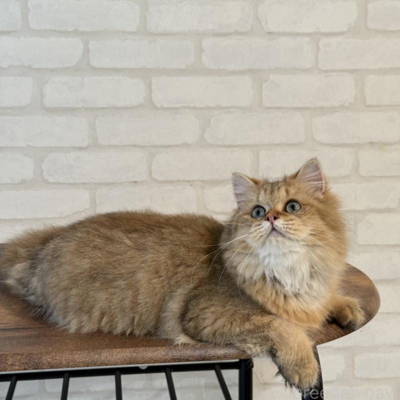 販売中の大阪府のペルシャ-130493の9枚目