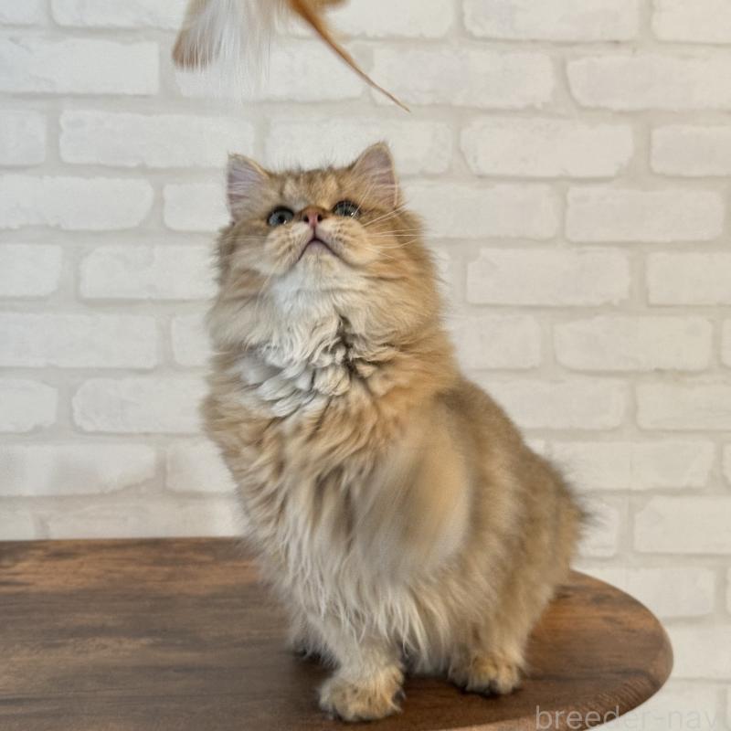 販売中の大阪府のペルシャ-130493の8枚目