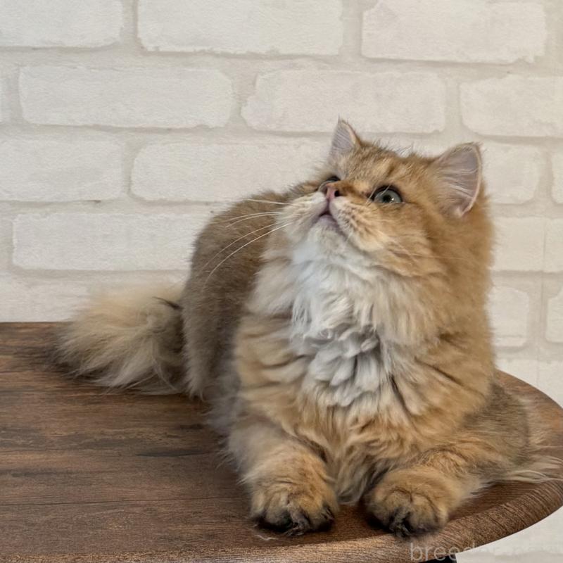 販売中の大阪府のペルシャ-130493の7枚目