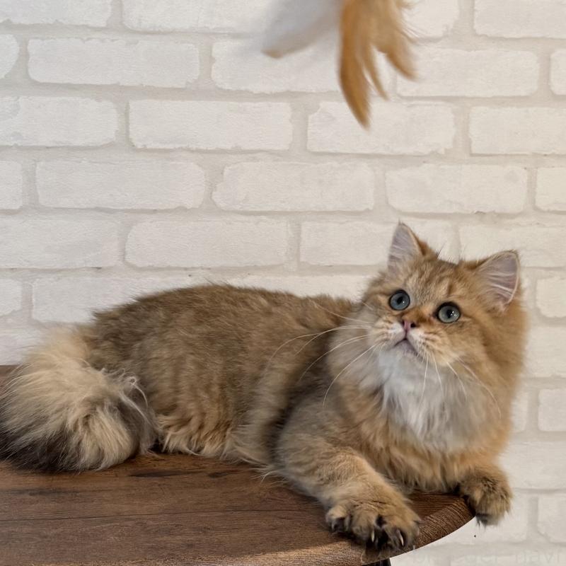 販売中の大阪府のペルシャ-130493の6枚目