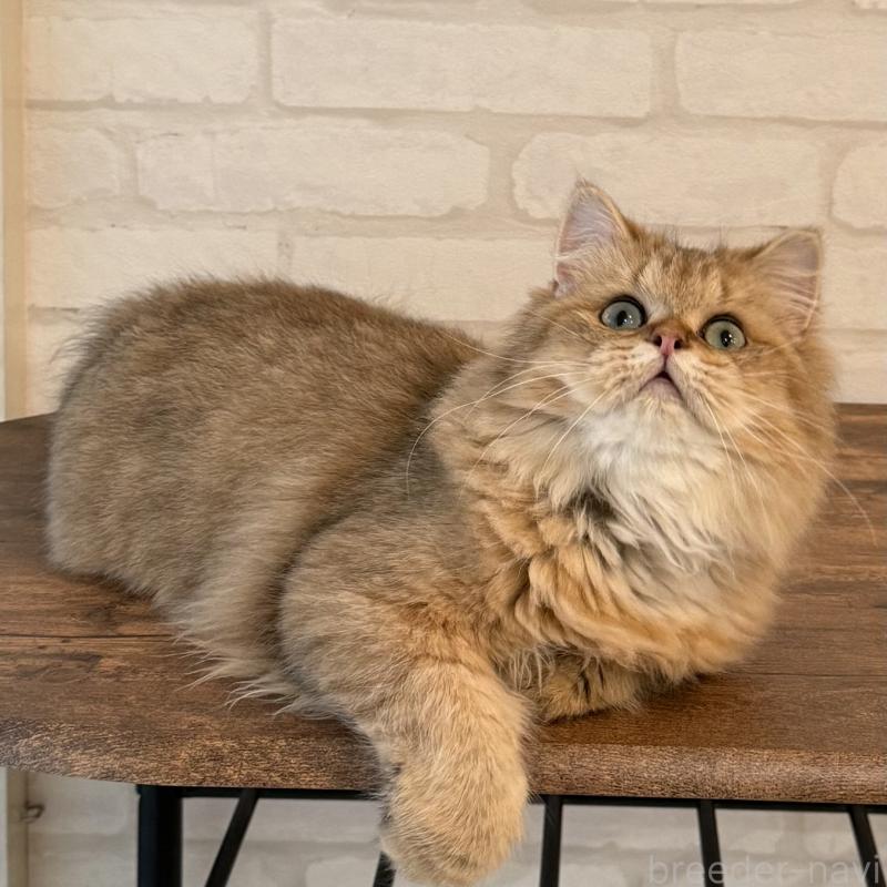 販売中の大阪府のペルシャ-130493