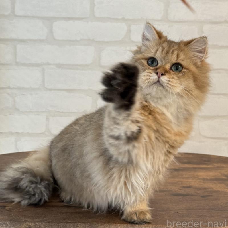 販売中の大阪府のペルシャ-130493の5枚目