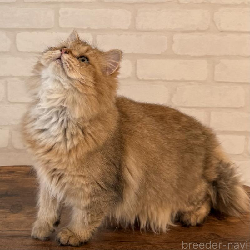 販売中の大阪府のペルシャ-130493の4枚目