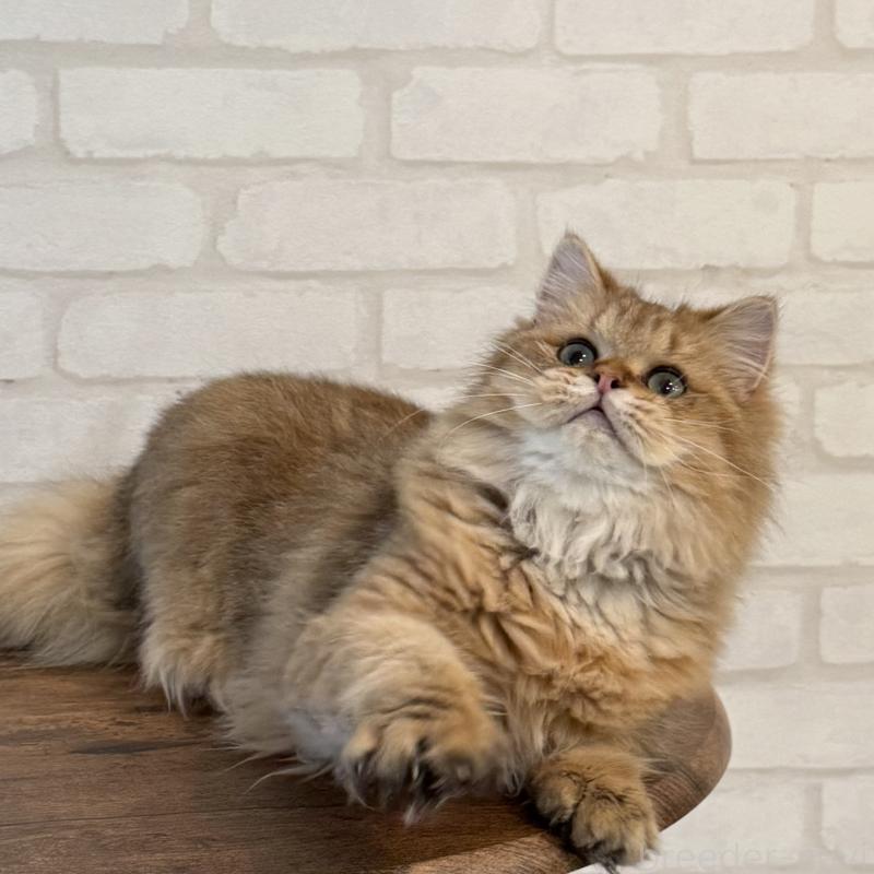 販売中の大阪府のペルシャ-130493の3枚目