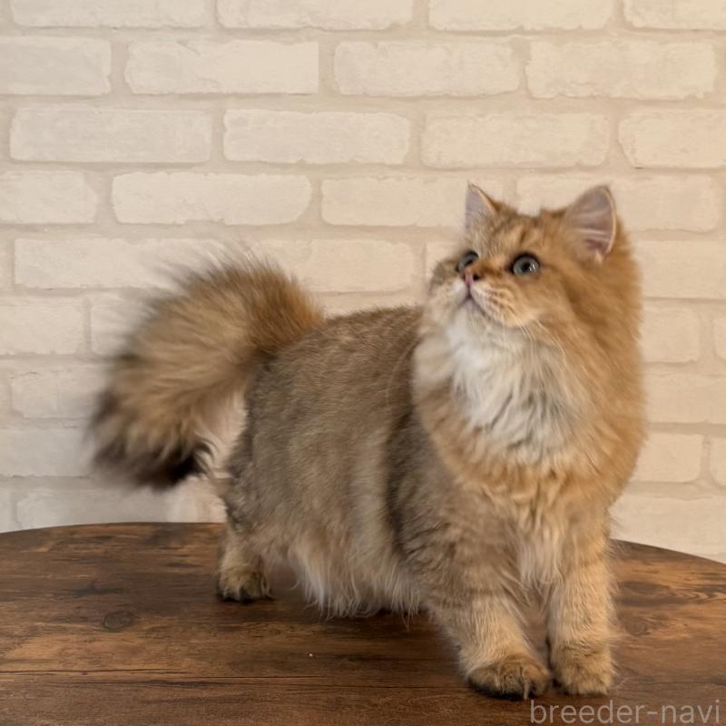 販売中の大阪府のペルシャ-130493の2枚目