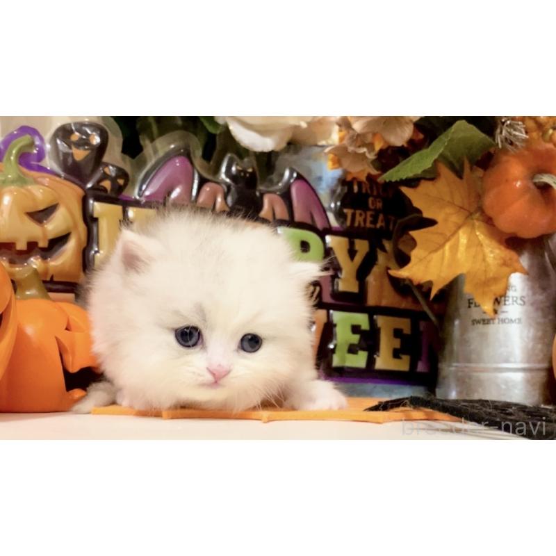 販売中の北海道のマンチカン-130494の4枚目