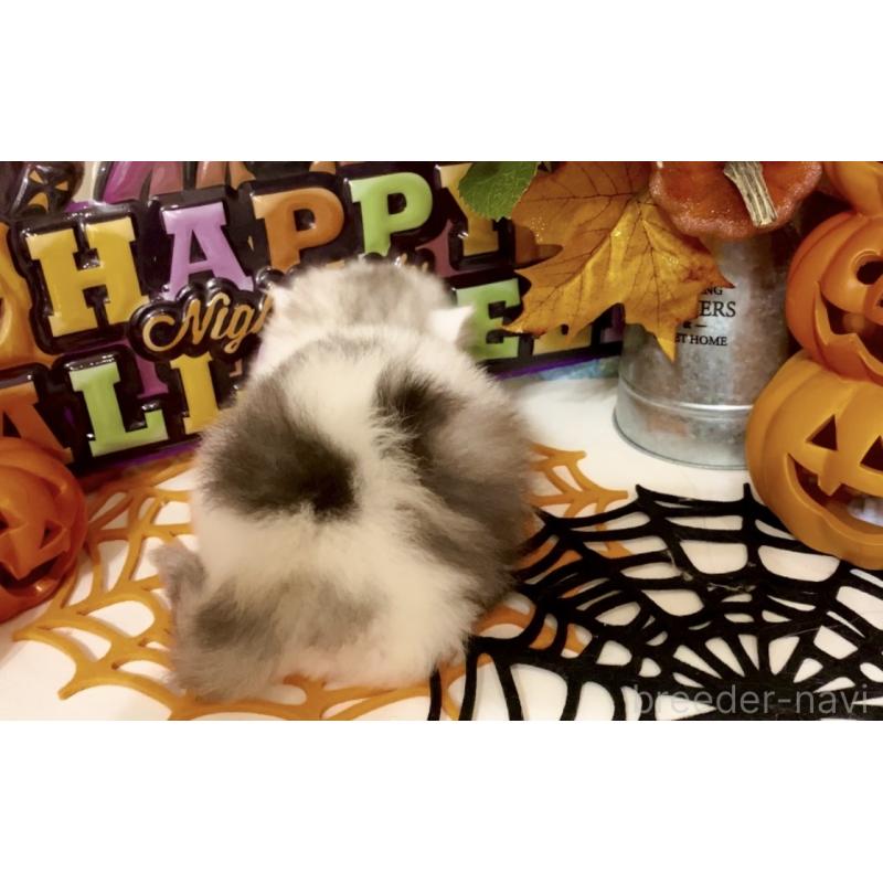 販売中の北海道のマンチカン-130494の3枚目