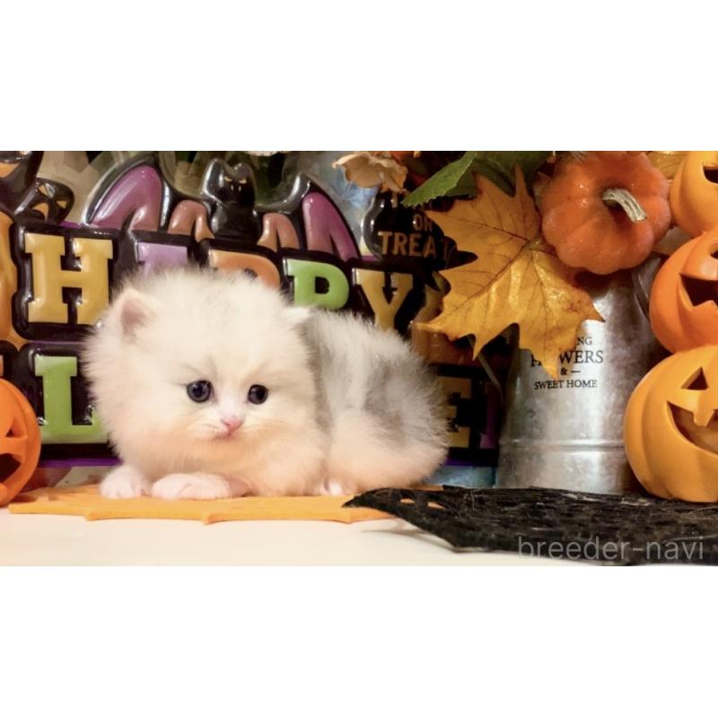 販売中の北海道のマンチカン-130494の2枚目