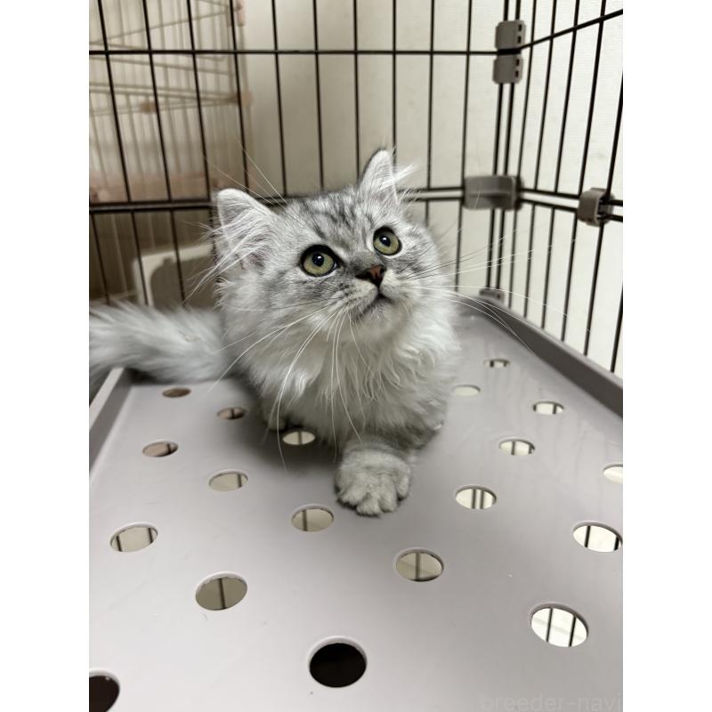 販売中の愛知県のミヌエット-130496の2枚目