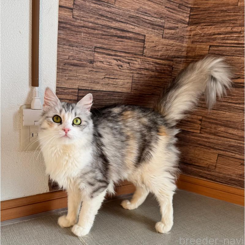 販売中の千葉県のサイベリアン-130497の2枚目