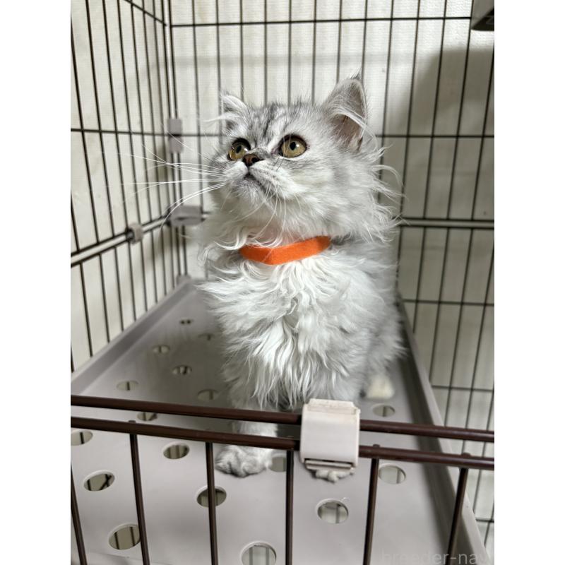 販売中の愛知県のミヌエット-130498の5枚目