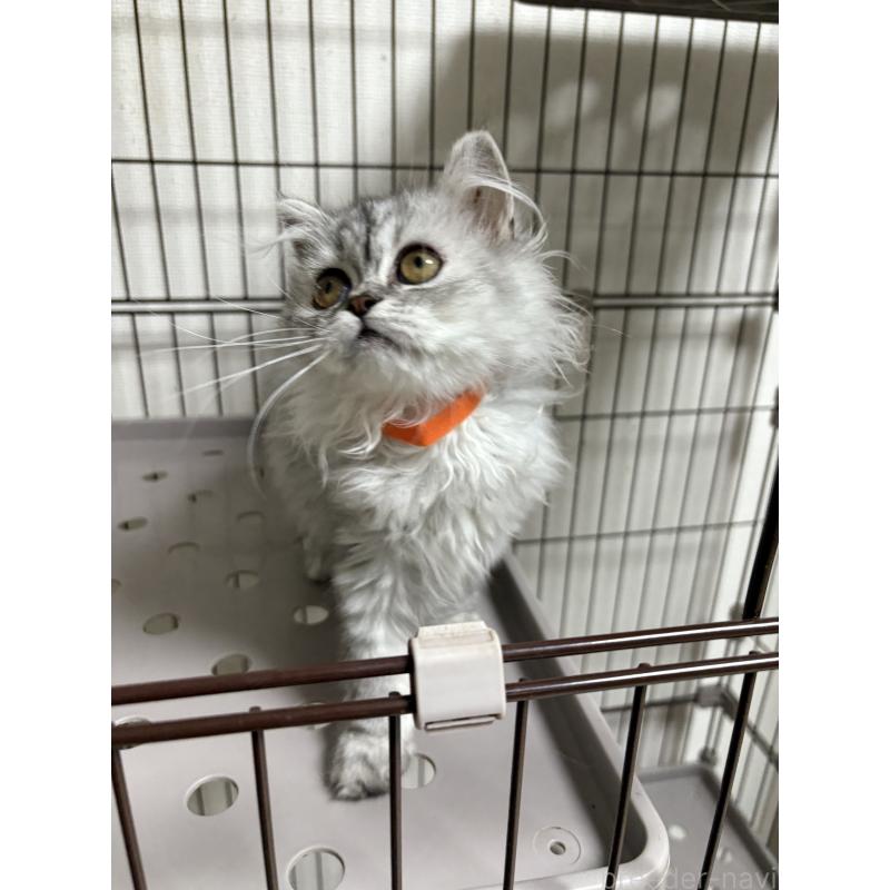 販売中の愛知県のミヌエット-130498の4枚目