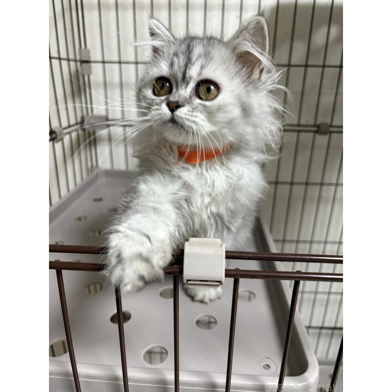 販売中の愛知県のミヌエット-130498の3枚目