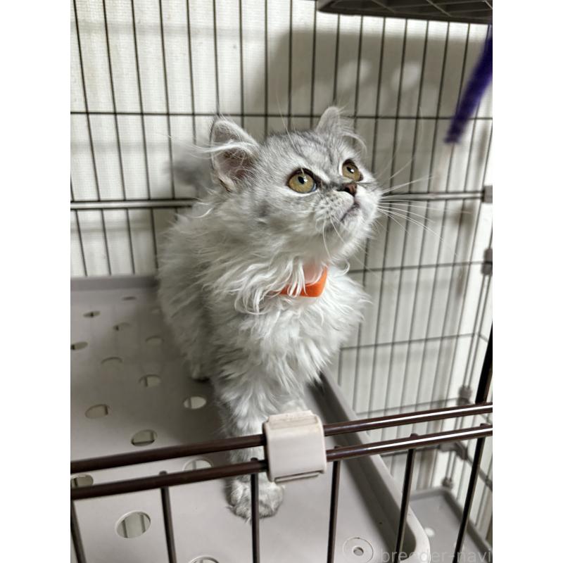 販売中の愛知県のミヌエット-130498の2枚目