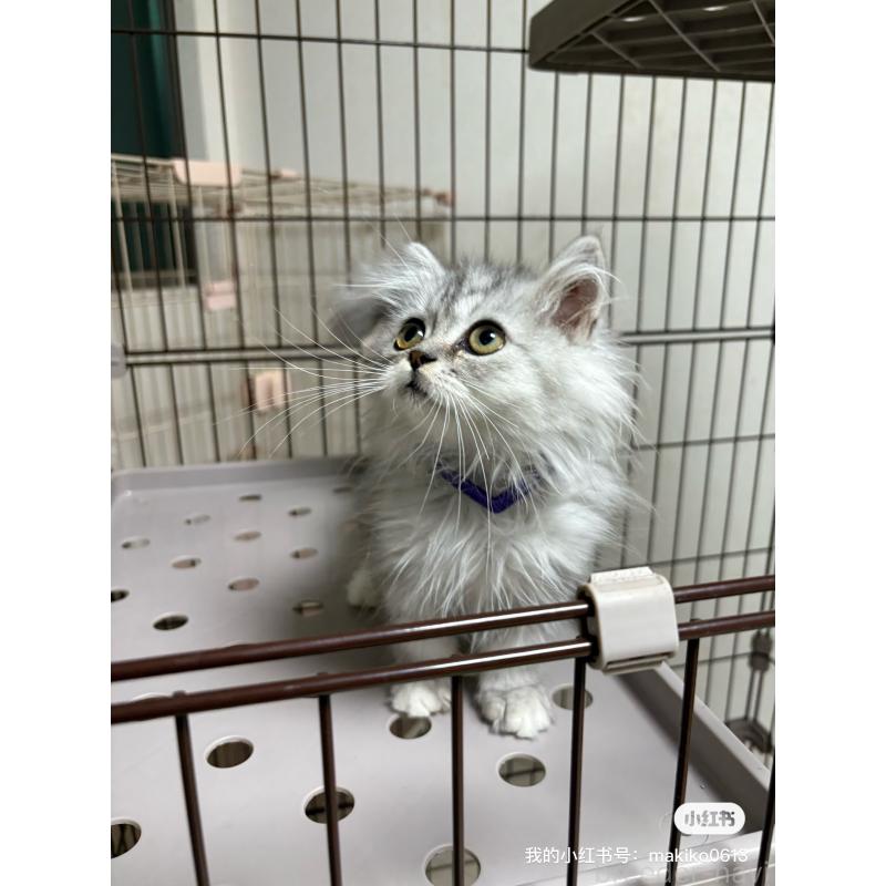 販売中の愛知県のミヌエット-130499の4枚目