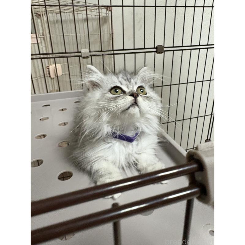 販売中の愛知県のミヌエット-130499の3枚目