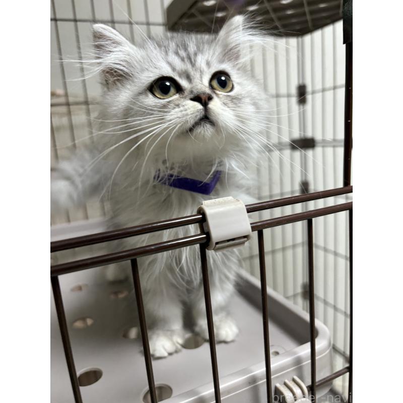 販売中の愛知県のミヌエット-130499の2枚目