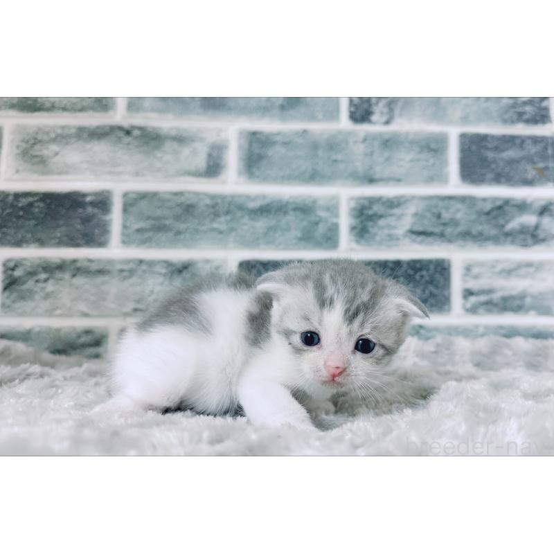 販売中の鹿児島県のスコティッシュフォールド-130500の6枚目