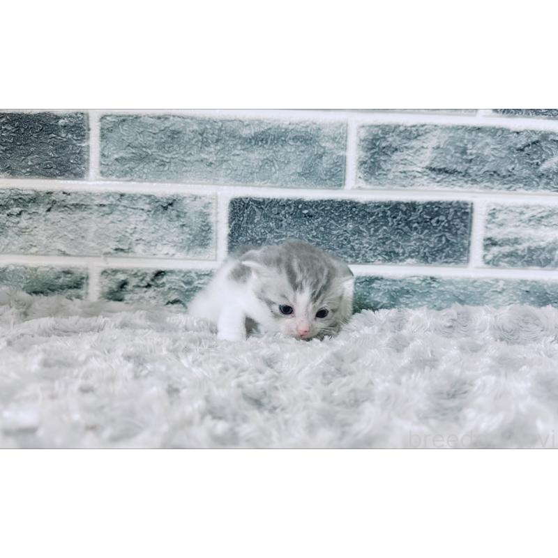 販売中の鹿児島県のスコティッシュフォールド-130500の5枚目