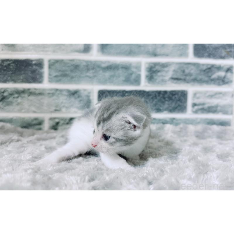 販売中の鹿児島県のスコティッシュフォールド-130500の4枚目