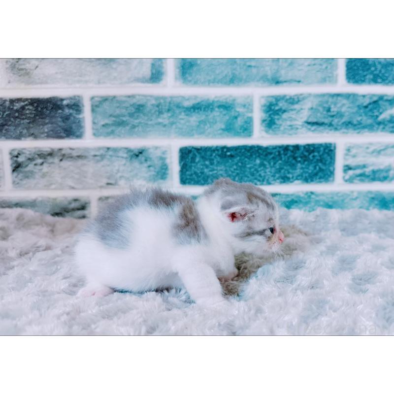 販売中の鹿児島県のスコティッシュフォールド-130500の3枚目