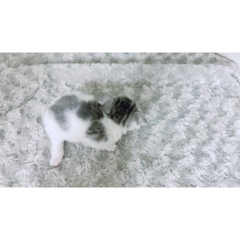 販売中の鹿児島県のスコティッシュフォールド-130500の2枚目