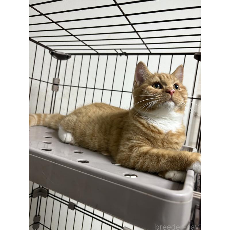 販売中の愛知県のミヌエット-130501の5枚目