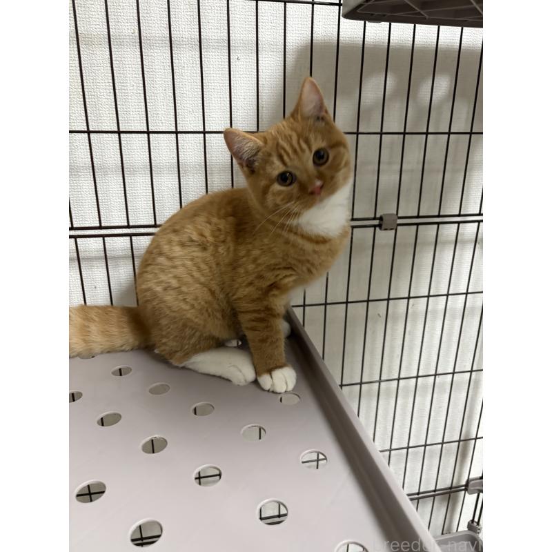 販売中の愛知県のミヌエット-130501の4枚目