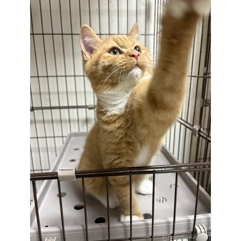 販売中の愛知県のミヌエット-130501の3枚目