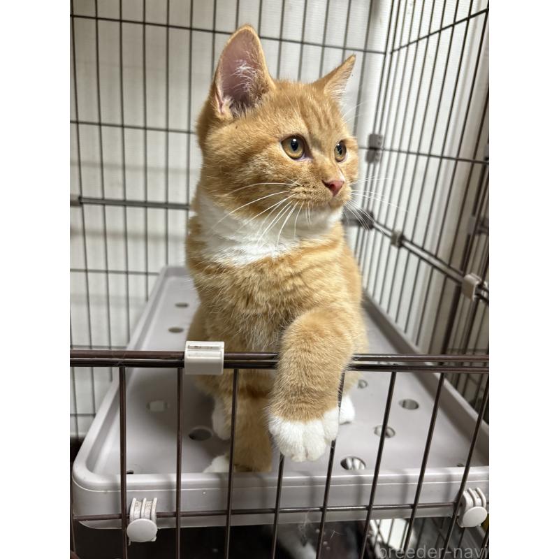 販売中の愛知県のミヌエット-130501の2枚目