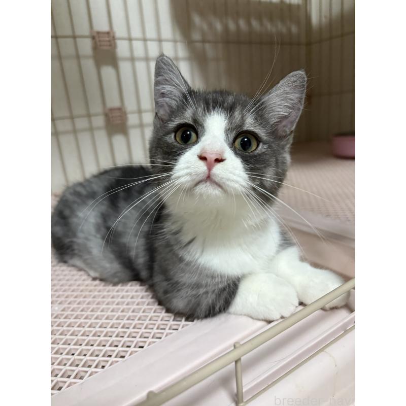 販売中の愛知県のミヌエット-130502の5枚目