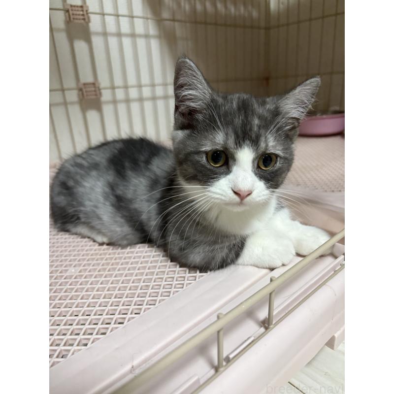 販売中の愛知県のミヌエット-130502の4枚目