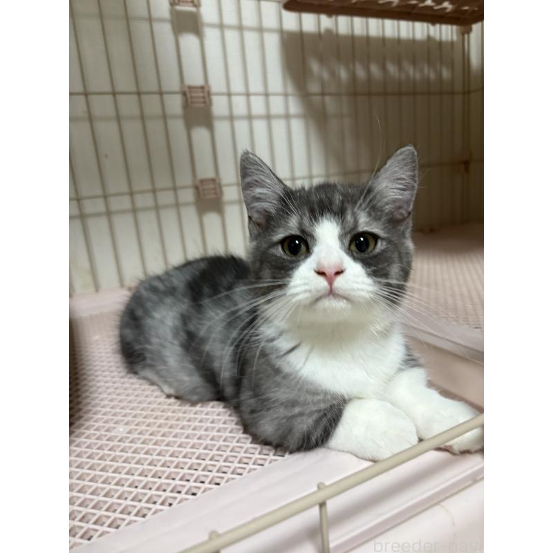 販売中の愛知県のミヌエット-130502の3枚目