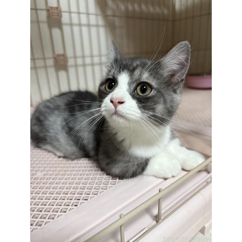 販売中の愛知県のミヌエット-130502の2枚目