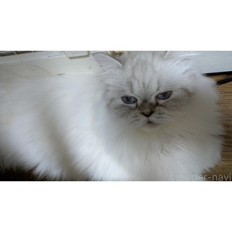 販売中の大阪府のミヌエット-127978