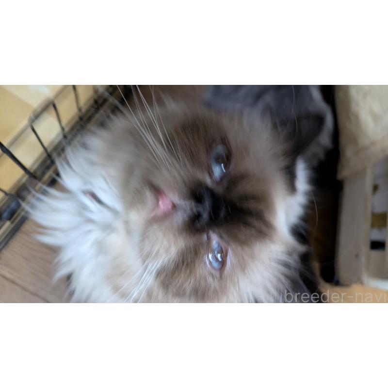 販売中の大阪府のヒマラヤン-91053の1枚目