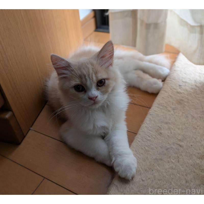 販売中の大阪府のスコティッシュフォールド-123735の3枚目