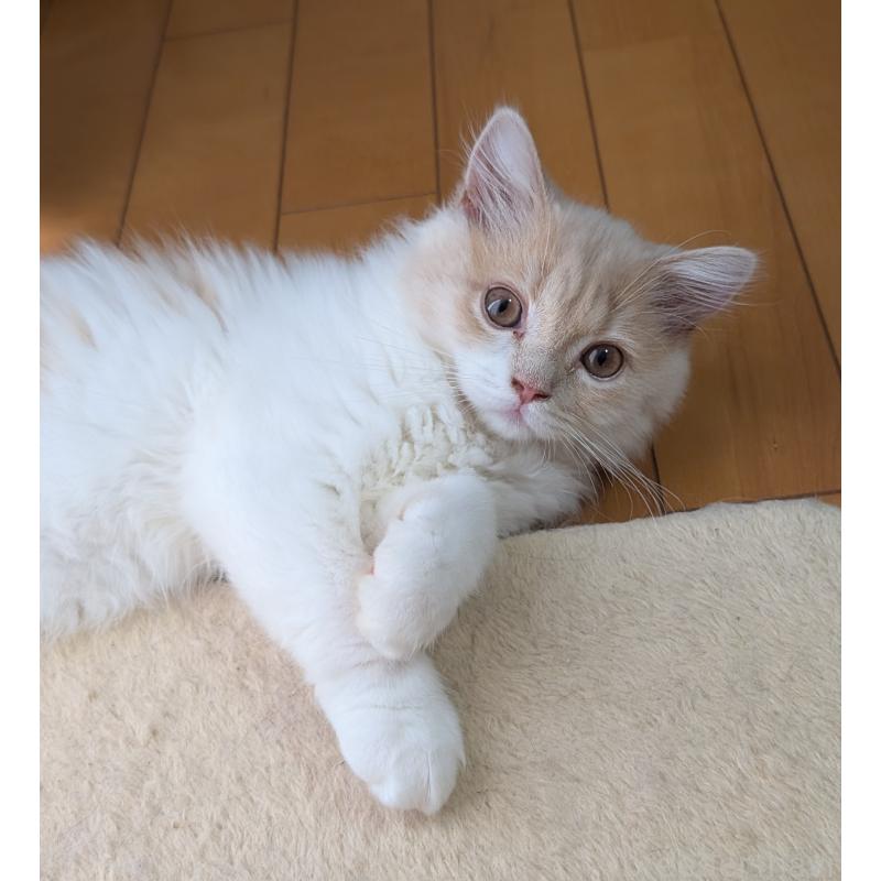 販売中の大阪府のスコティッシュフォールド-123735の2枚目