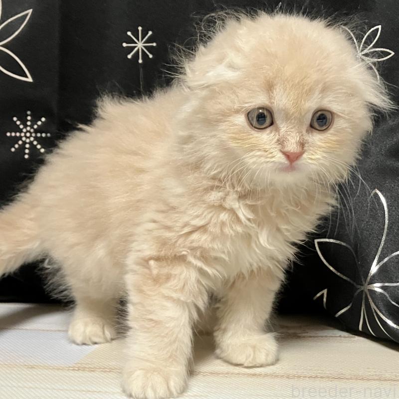 販売中の三重県のスコティッシュフォールド(折れ耳)-128977