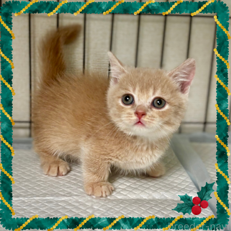 商談中の埼玉県のマンチカン(短足)-128137の1枚目