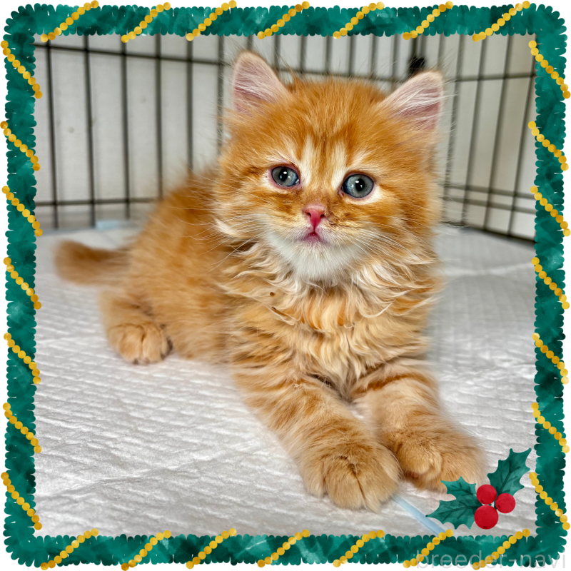 販売中の埼玉県のマンチカン-128136