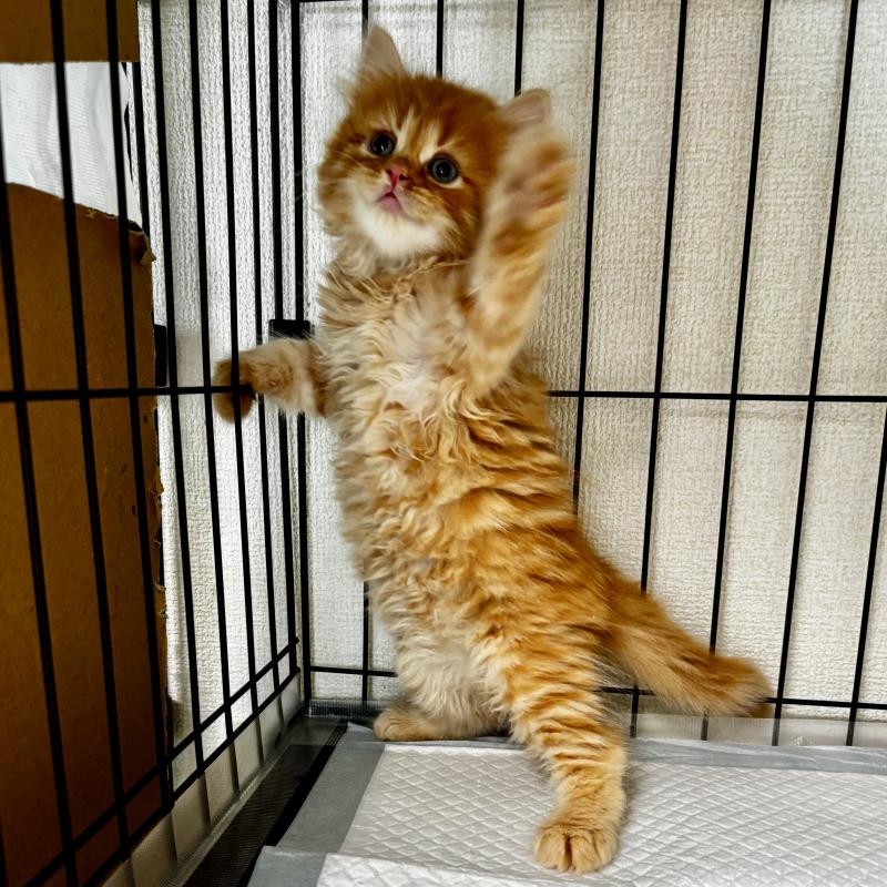 販売中の埼玉県のマンチカン-128136の2枚目