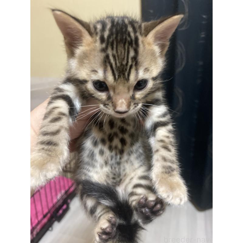 販売中の福岡県のベンガル-130503の3枚目