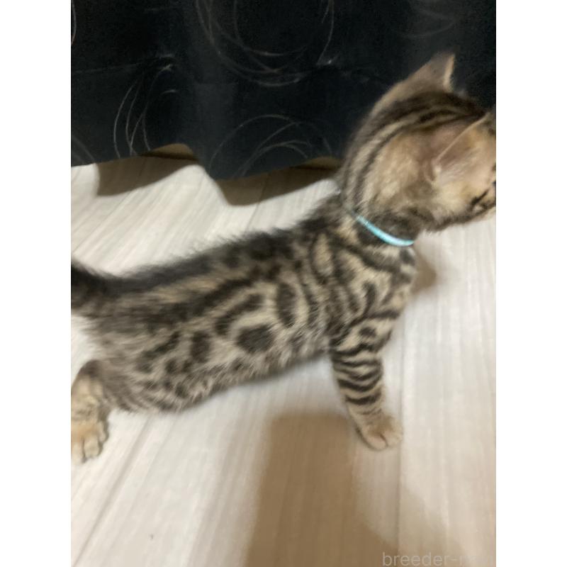 販売中の福岡県のベンガル-130503の2枚目