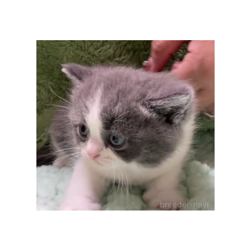 販売中の滋賀県のブリティッシュショートヘア-130522の6枚目